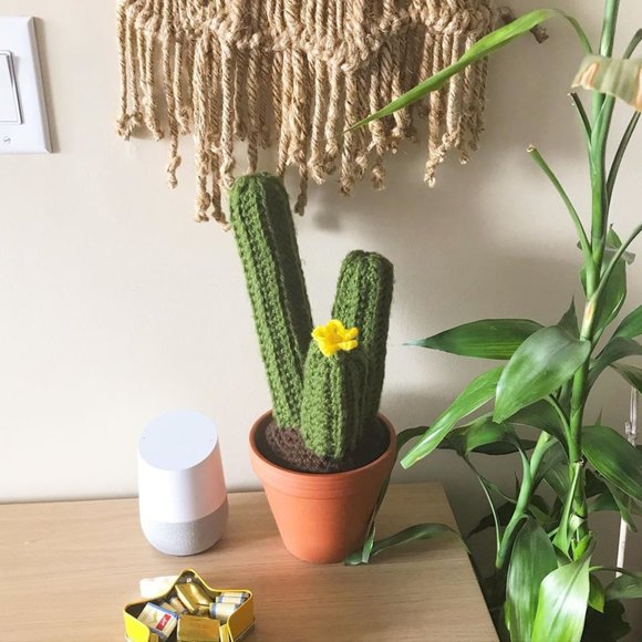 Sandy P Sr. - Three Column Stem Cactus in Planter - Picture 2 of 5